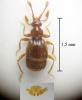 Bryaxis pyrenaeus